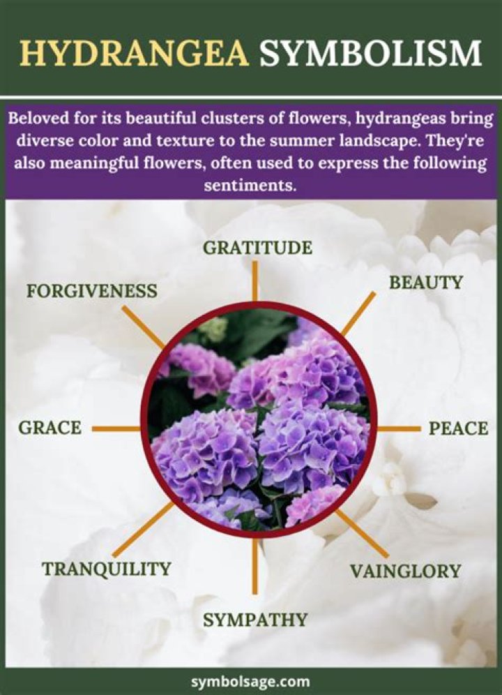 What does the hydrangea symbolize