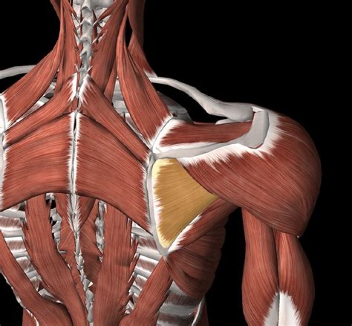What does the infraspinatus do