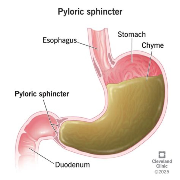 What does the pylorus produce