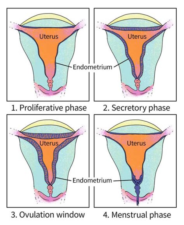 What does uterine cervix mean