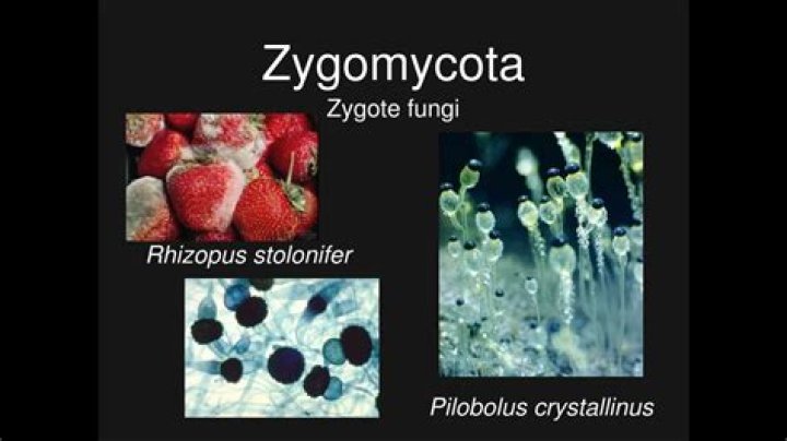 What does Zygomycota look like