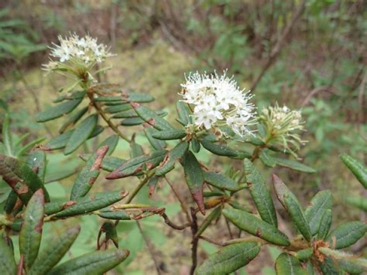 What eats the bog Labrador tea