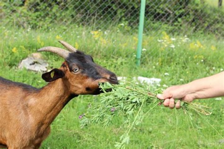 What farm animals eat alfalfa