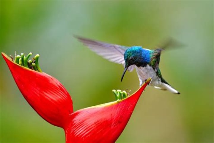 What foods do hummingbirds eat