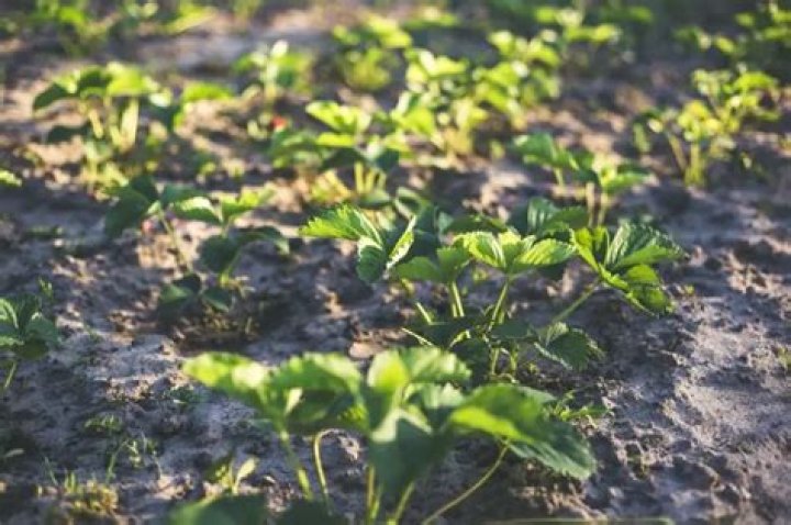 What grows well in Mississippi