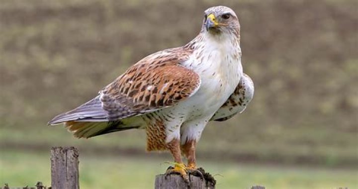 What Hawk has white underside