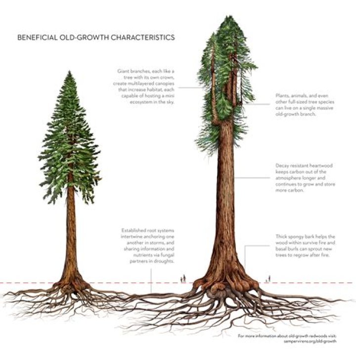What helps redwood trees grow