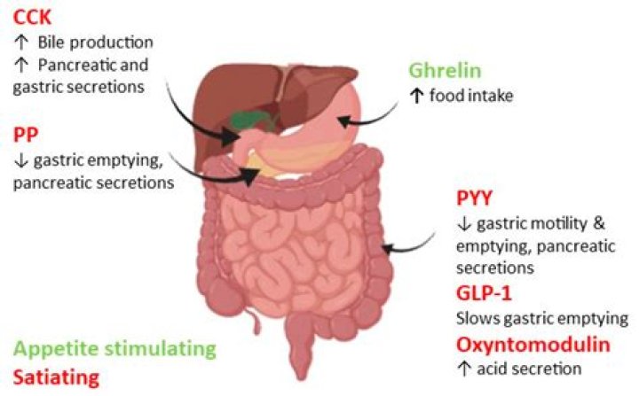 What hormones inhibit appetite