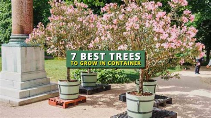 What is a container grown tree