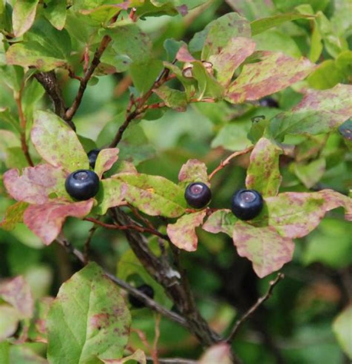 What is a mountain huckleberry