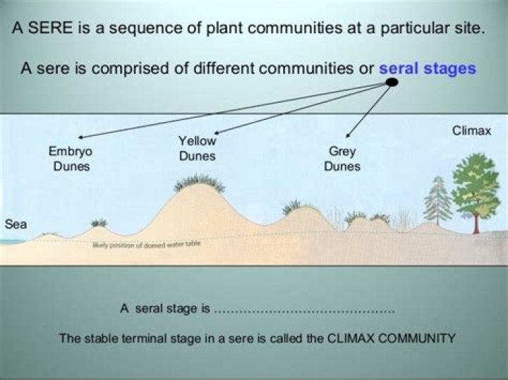 What is a sand dune succession