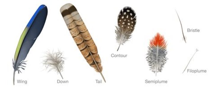 What is a wing feather called