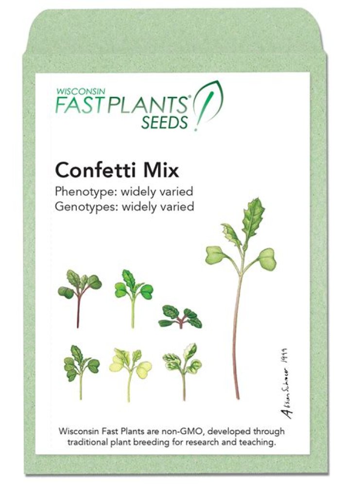 What is a Wisconsin Fast Plant