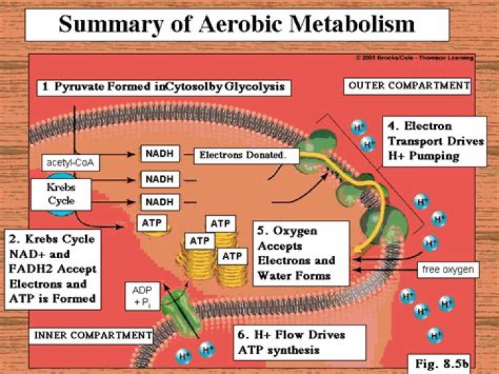What is an aerobic metabolism
