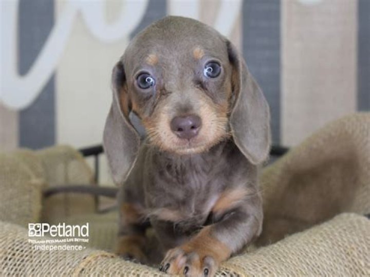 What is an Isabella dachshund