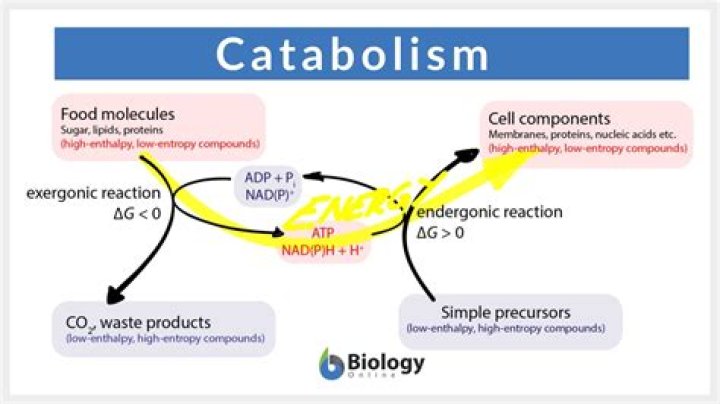 What is catabolism in the body