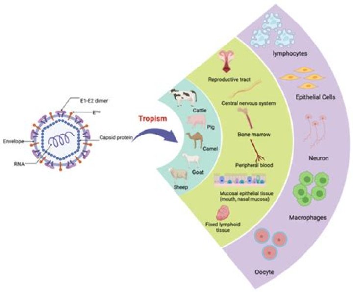 What is cell tropism of virus