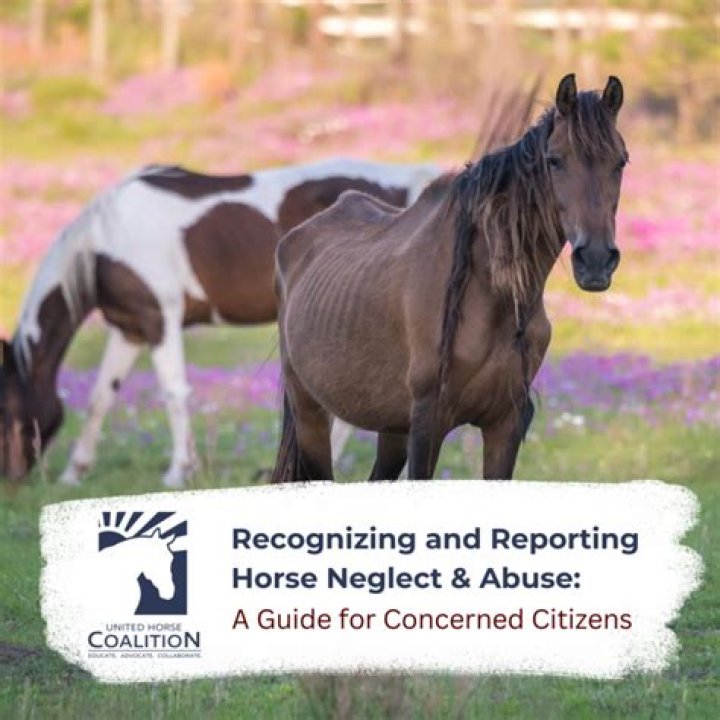 What is considered horse abuse