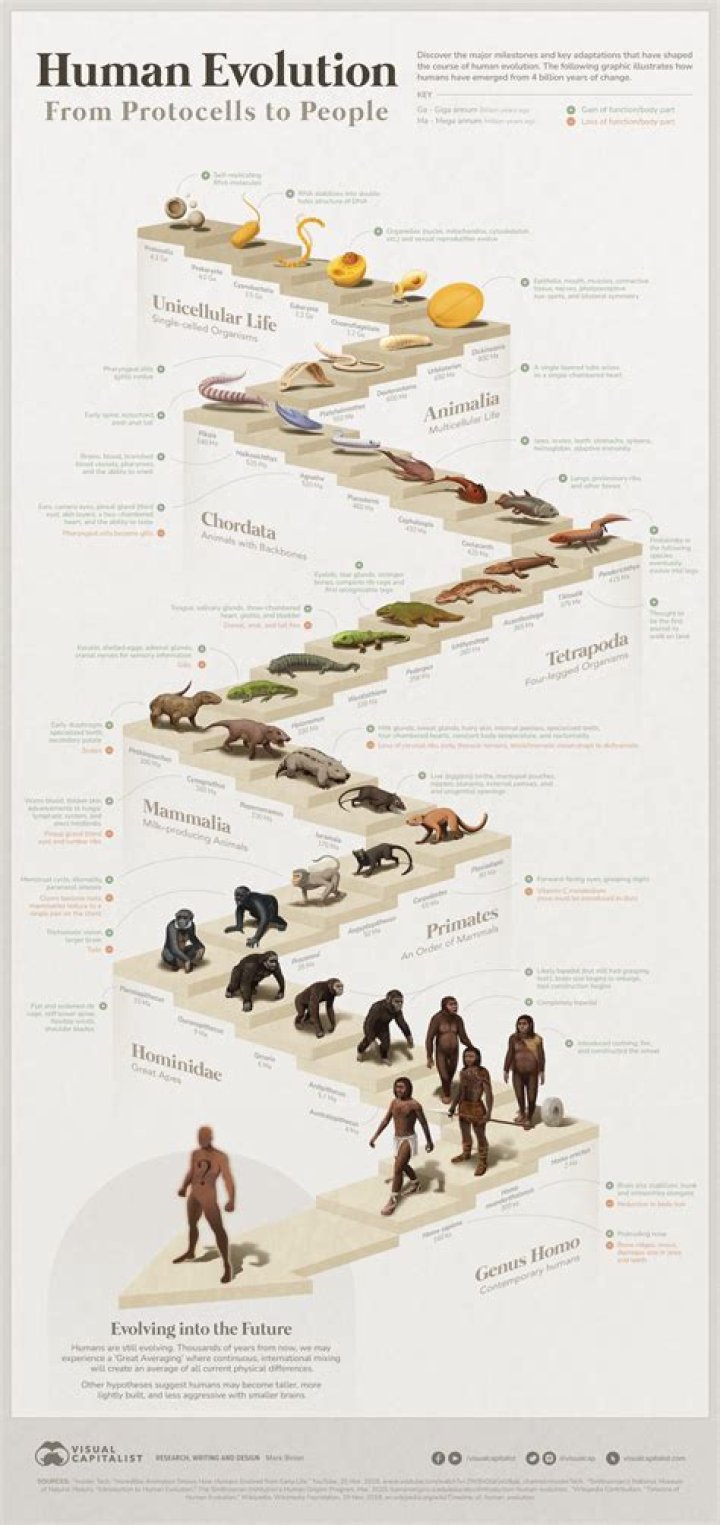 What is evolution anthropology