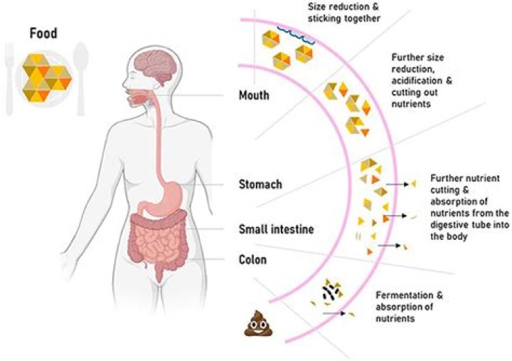 What is food broken down into