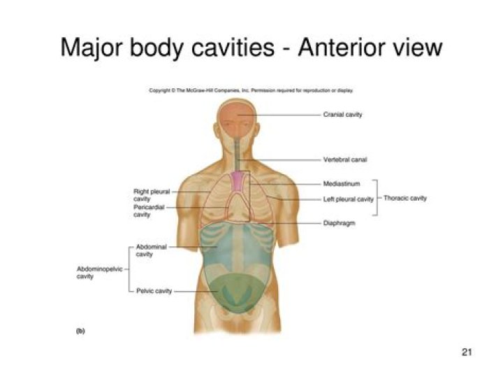 What is in the anterior cavity