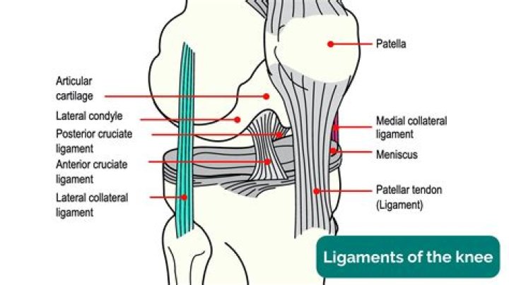 What is ligament and its function