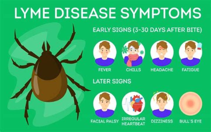 What is Lyme disease in humans