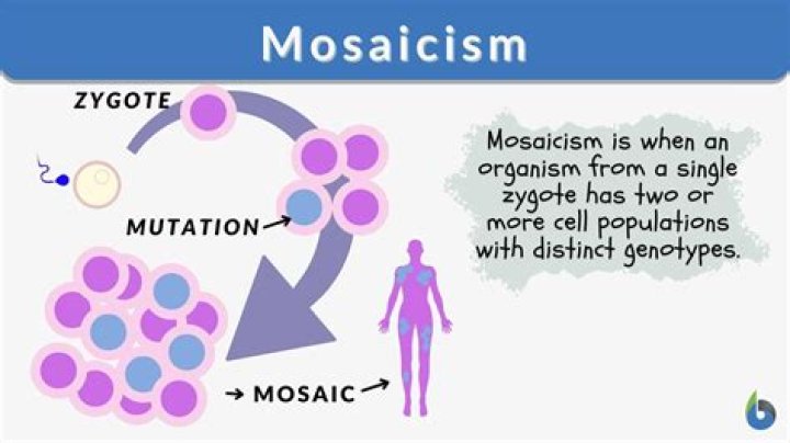 What is mosaicism in simple terms