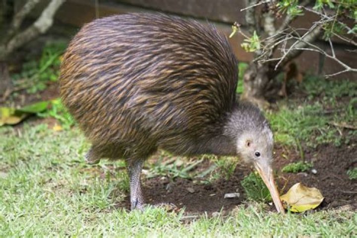 What is New Zealands famous bird