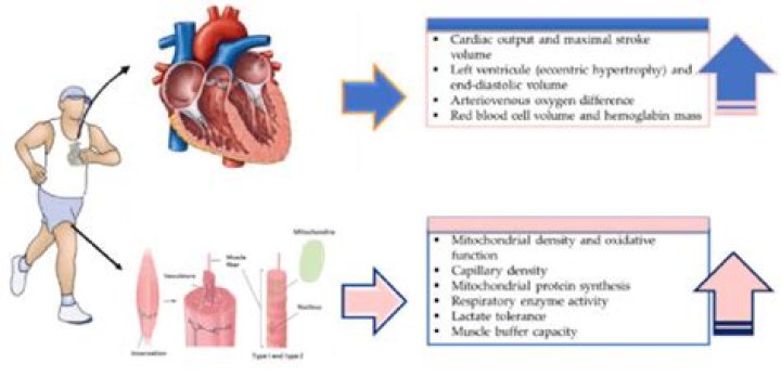 What is peripheral adaptation