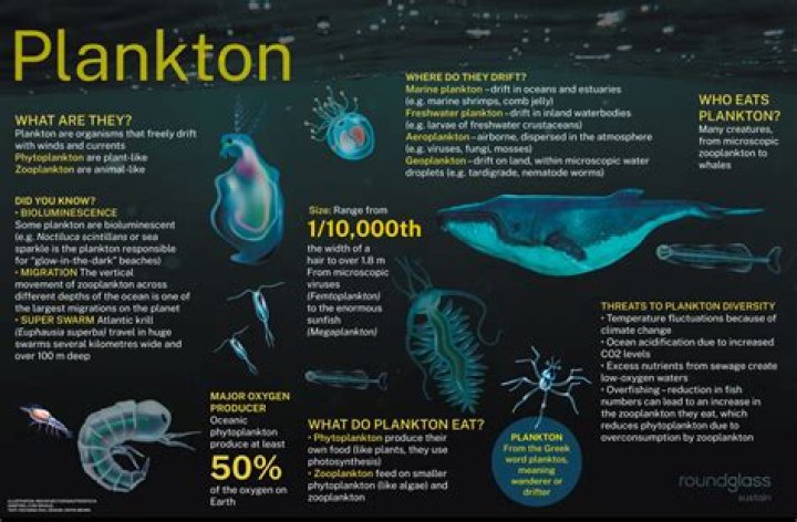 What is plankton short answer