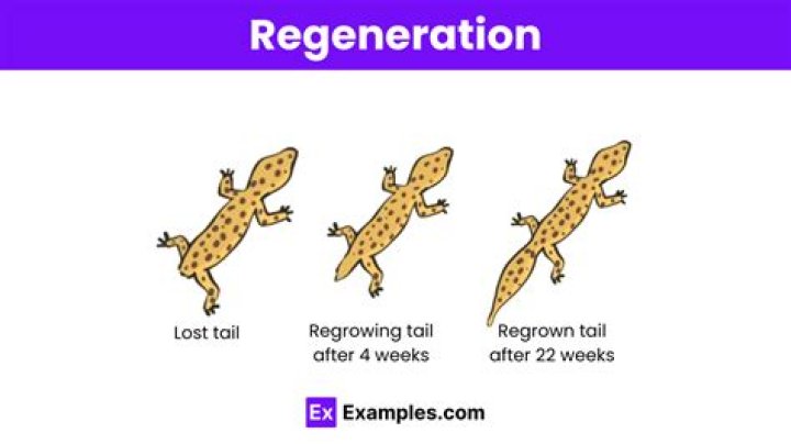 What is regeneration short answer