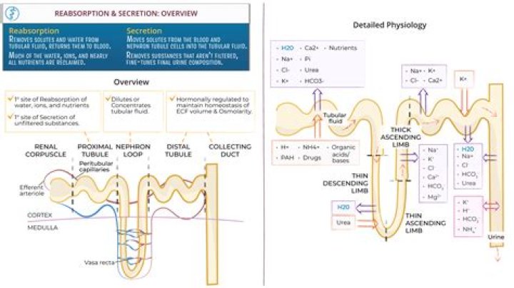 What is secreted in the kidney