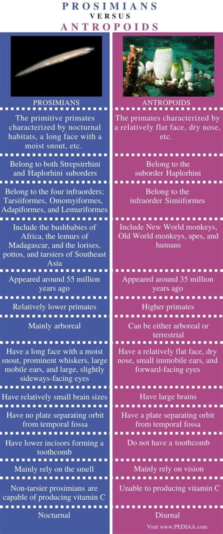 What is the difference between anthropoids and prosimians