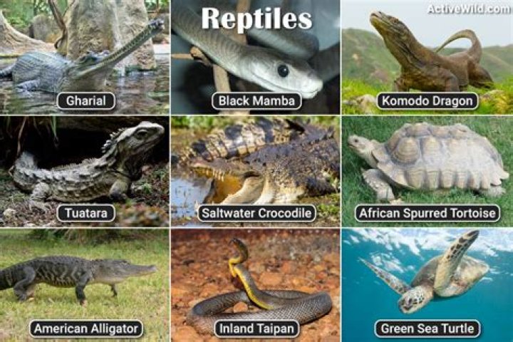 What is unique about reptiles