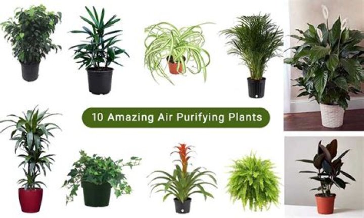 What kind of plants purify air