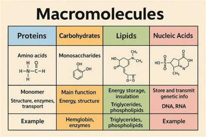 What macromolecule is a prion
