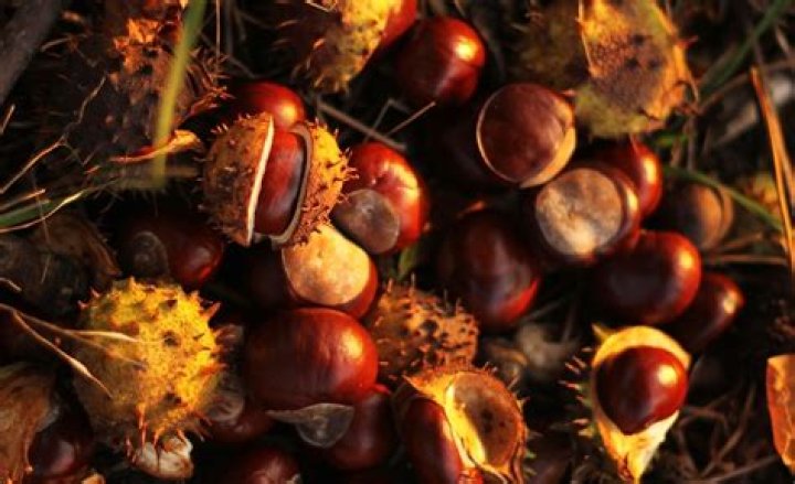 What month do you get conkers