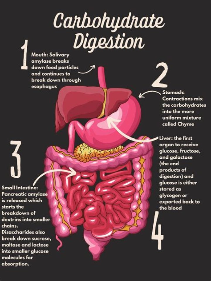 What organs use carbohydrates