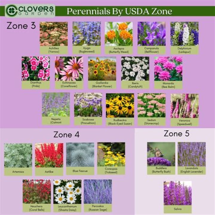 What perennials are available now