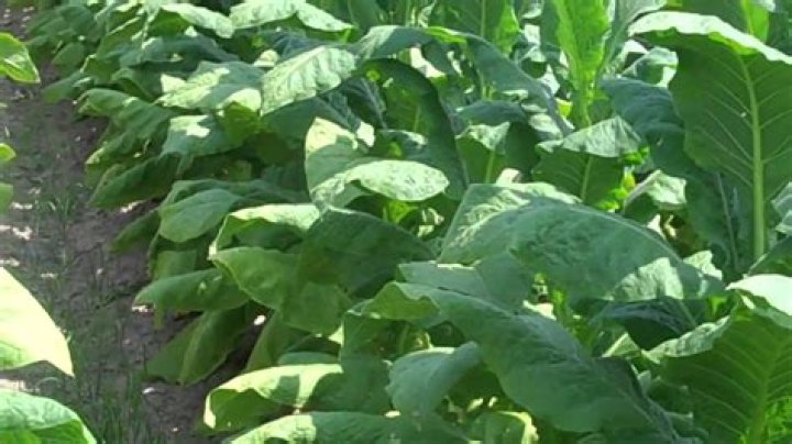 What plant does tobacco come from