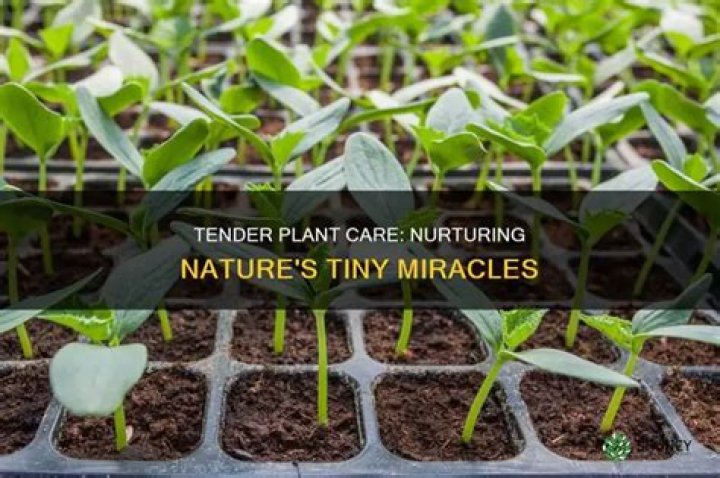 What plants are tender plants