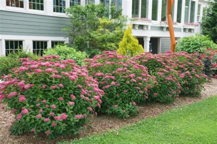 What plants pair well with spirea