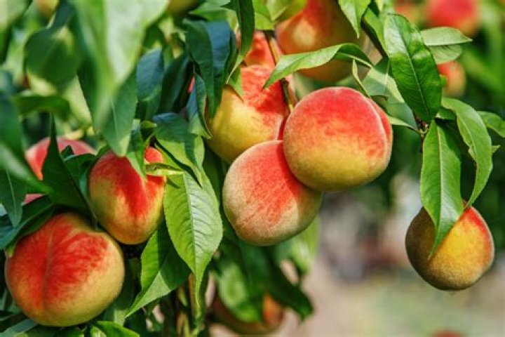 What season are peaches ready