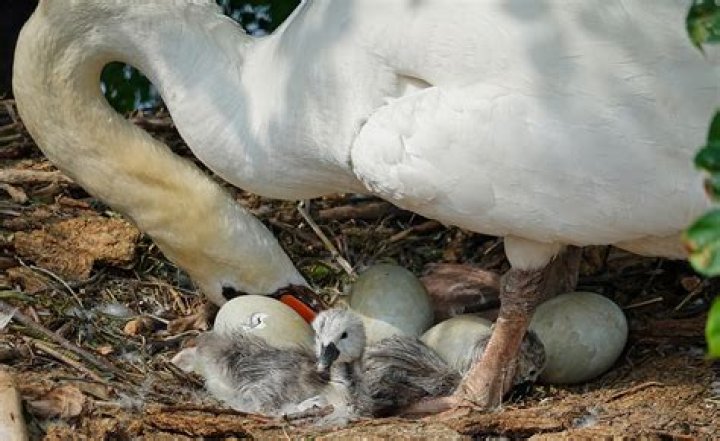 What season do swans lay eggs