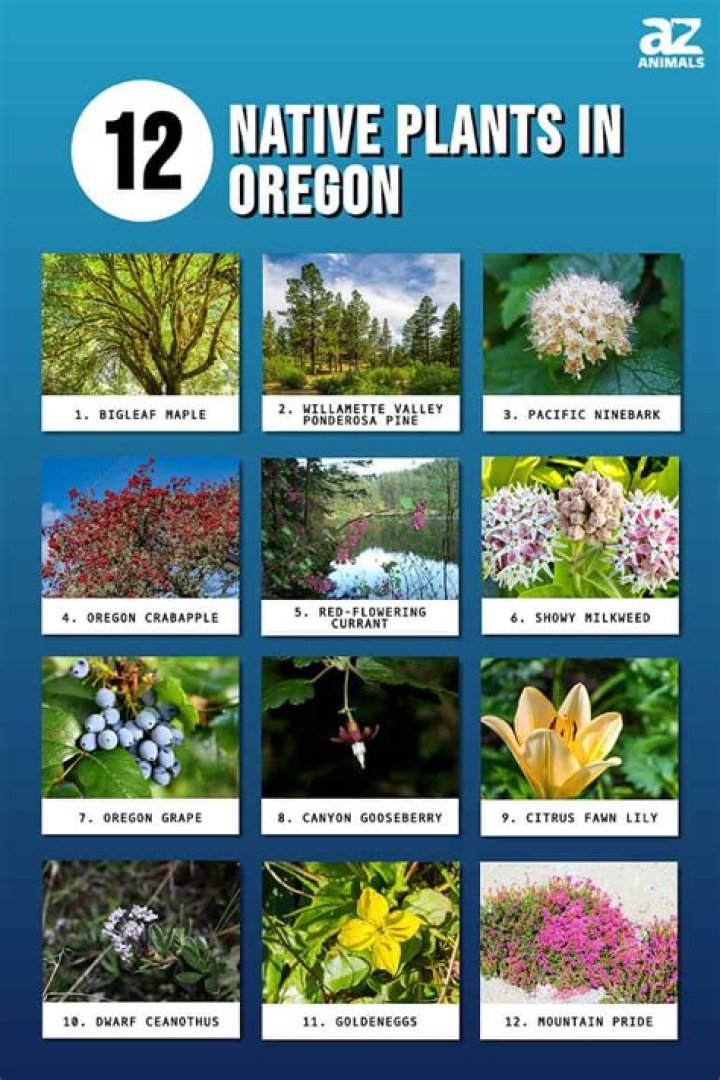 What tree is native to Oregon