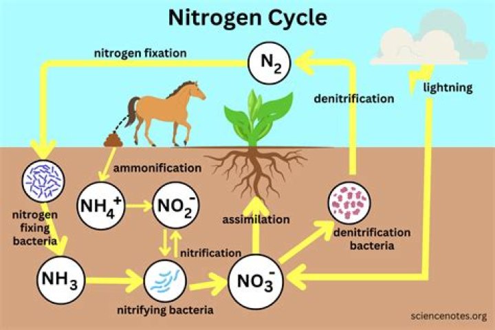 What will neutralize nitrogen