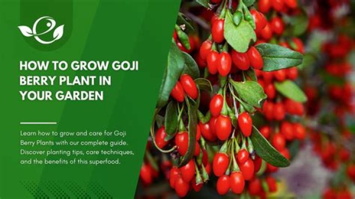What zone do Goji berries grow in