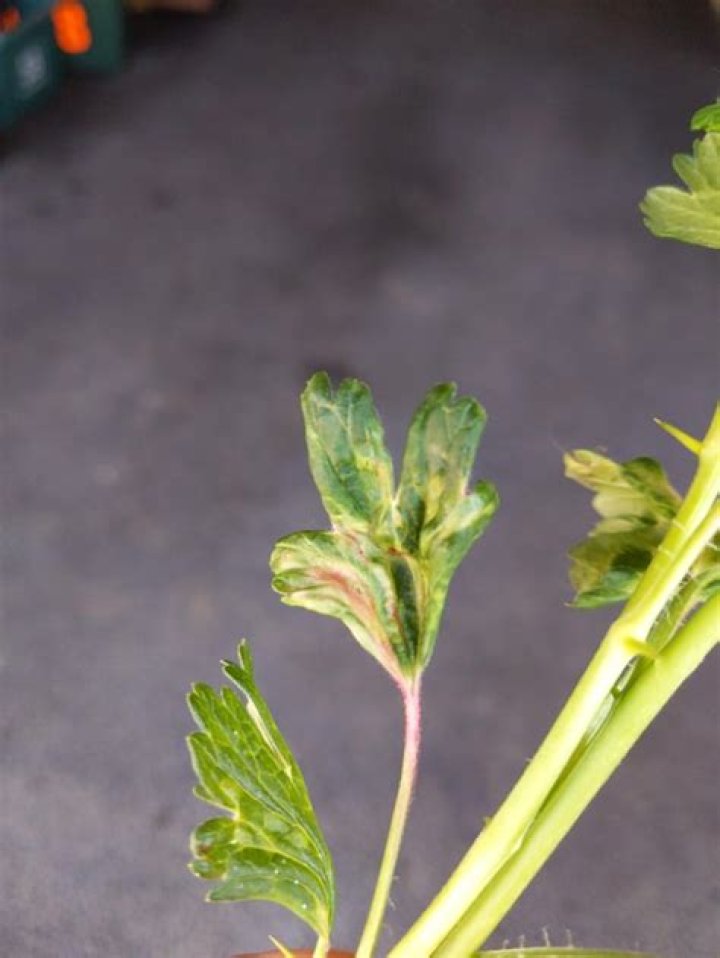 Whats wrong with my gooseberries