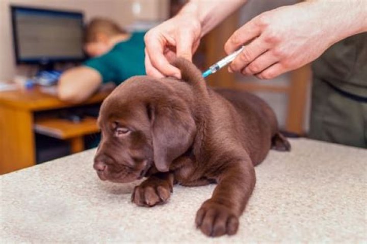 When did dog rabies vaccine start